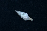 藏品(環珠捲管螺)的圖片